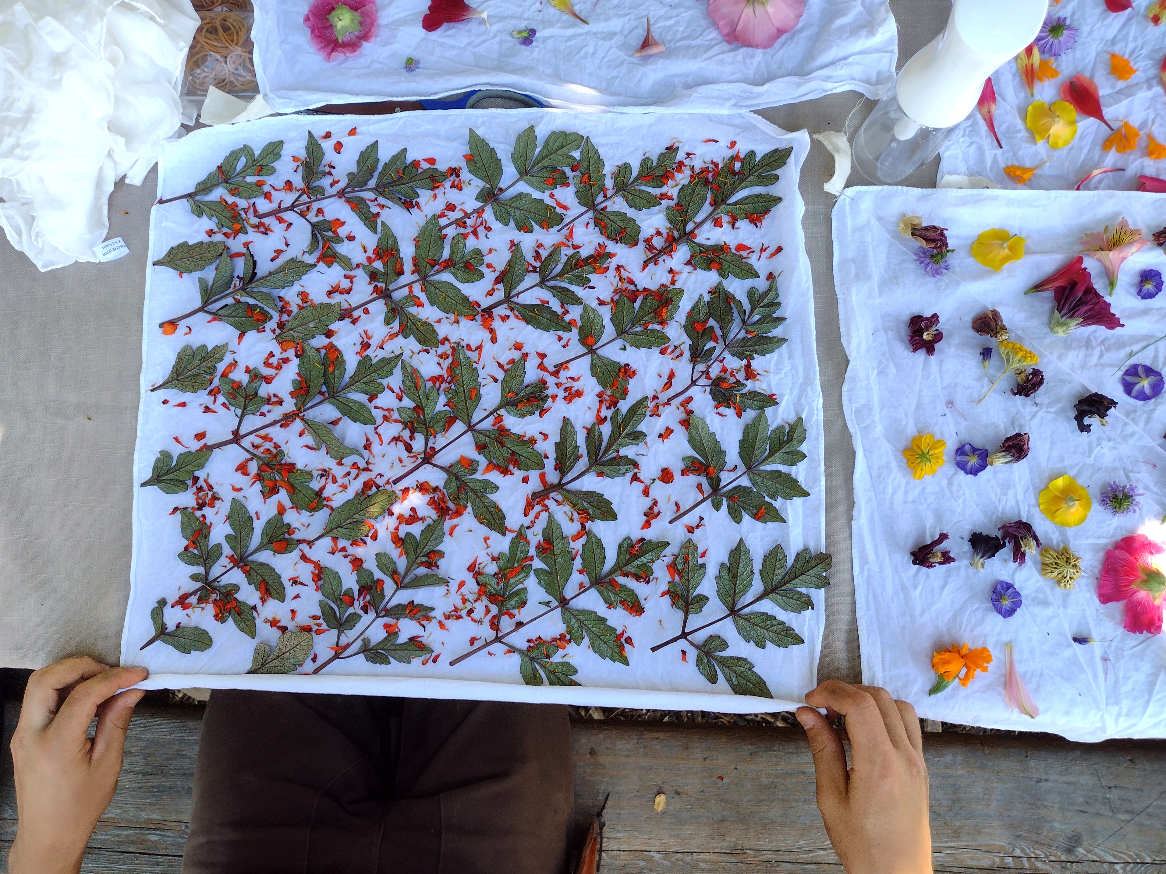 Dyeing textiles with plants